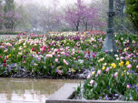 Tulips in snow